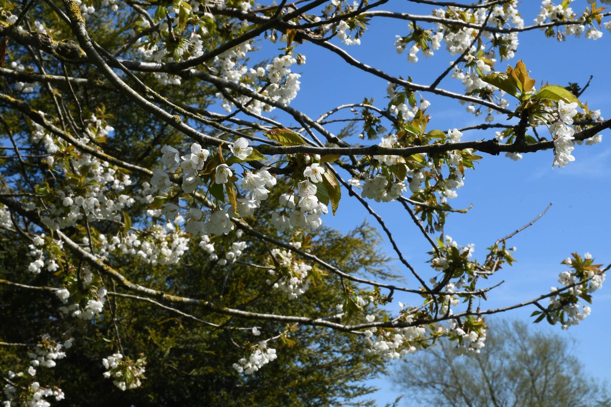 Calderfields tweet media