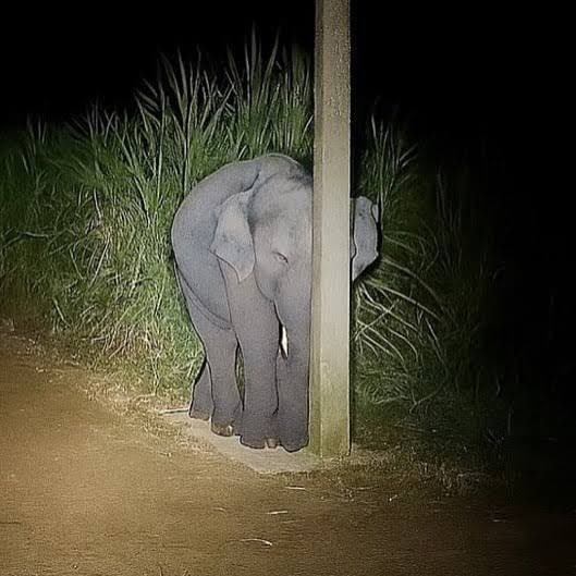 또맹🐣 tweet media