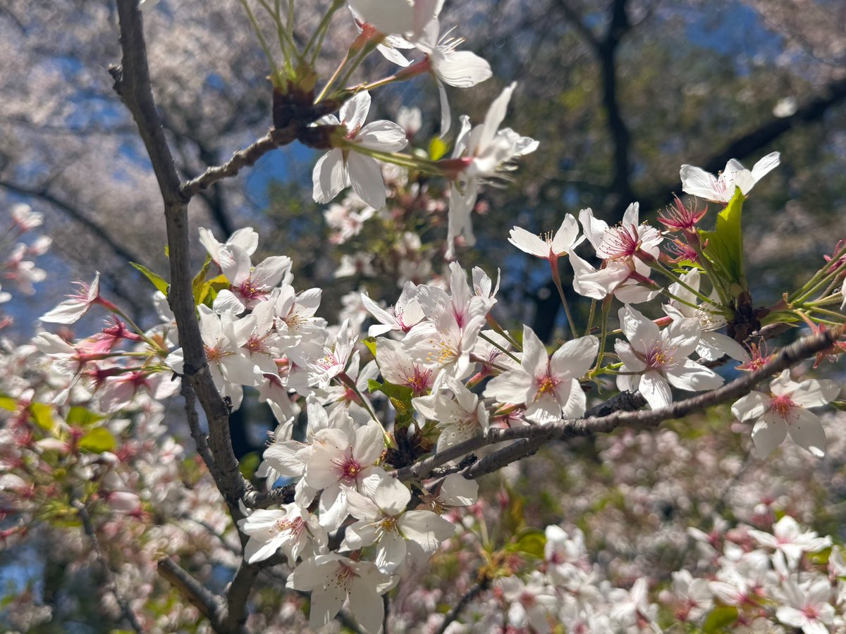 安雪璃(An Yuri) tweet media