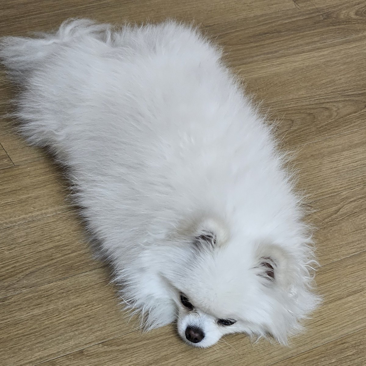 두르강튀아 tweet media