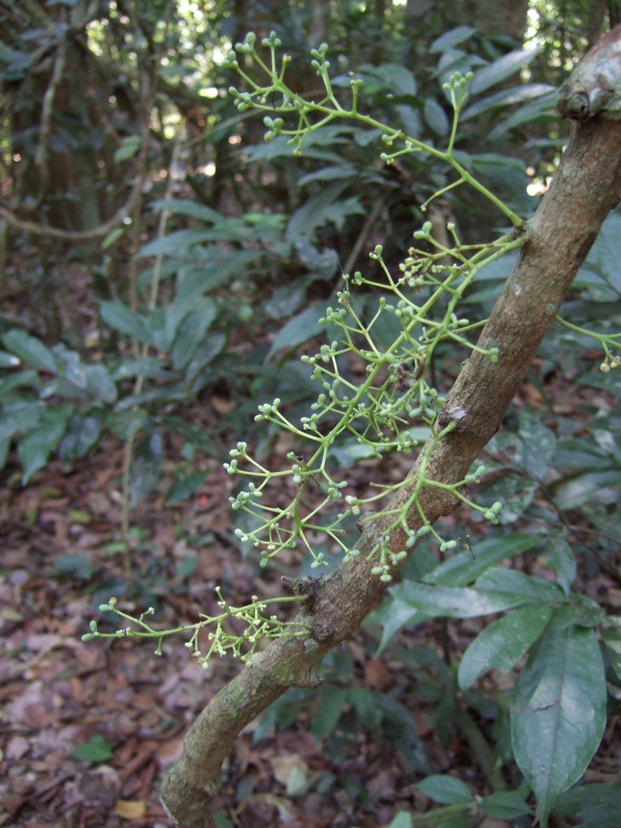 TomokiSANDO's tweet photo. Diploclisia glaucescens

林縁や林内で見かけるツヅラフジ科の大型のつる植物。つるは高さ20m近くにまで伸び上がっていたが、低い位置でつるから花序が伸びだしていた。 https://t.co/y8oplfSFzz