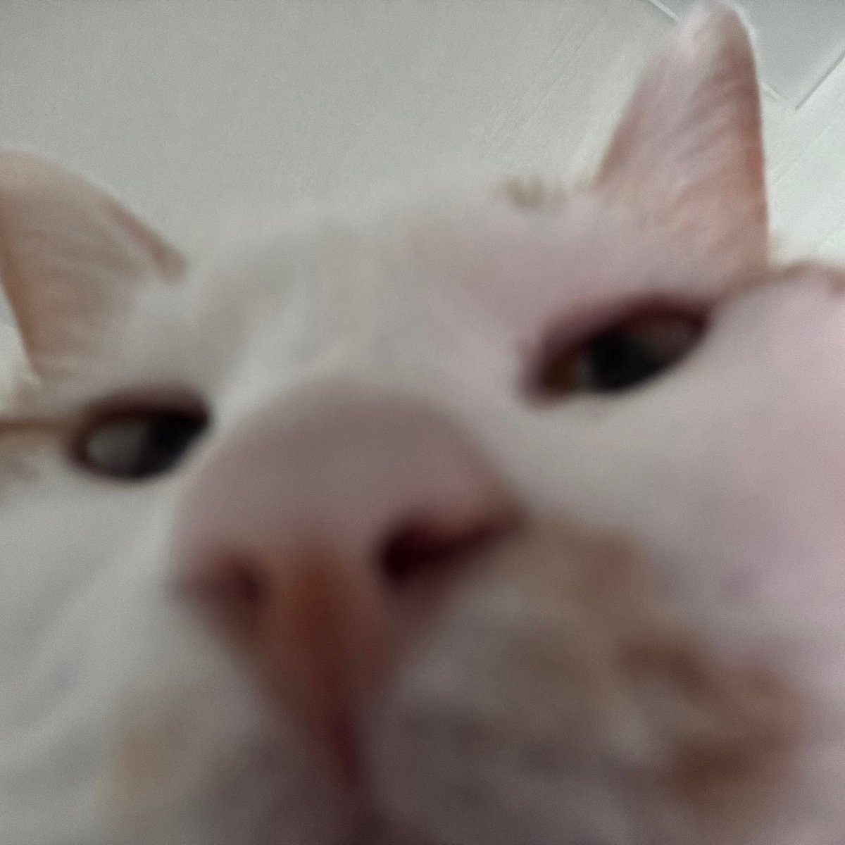 비닐고양이 tweet media