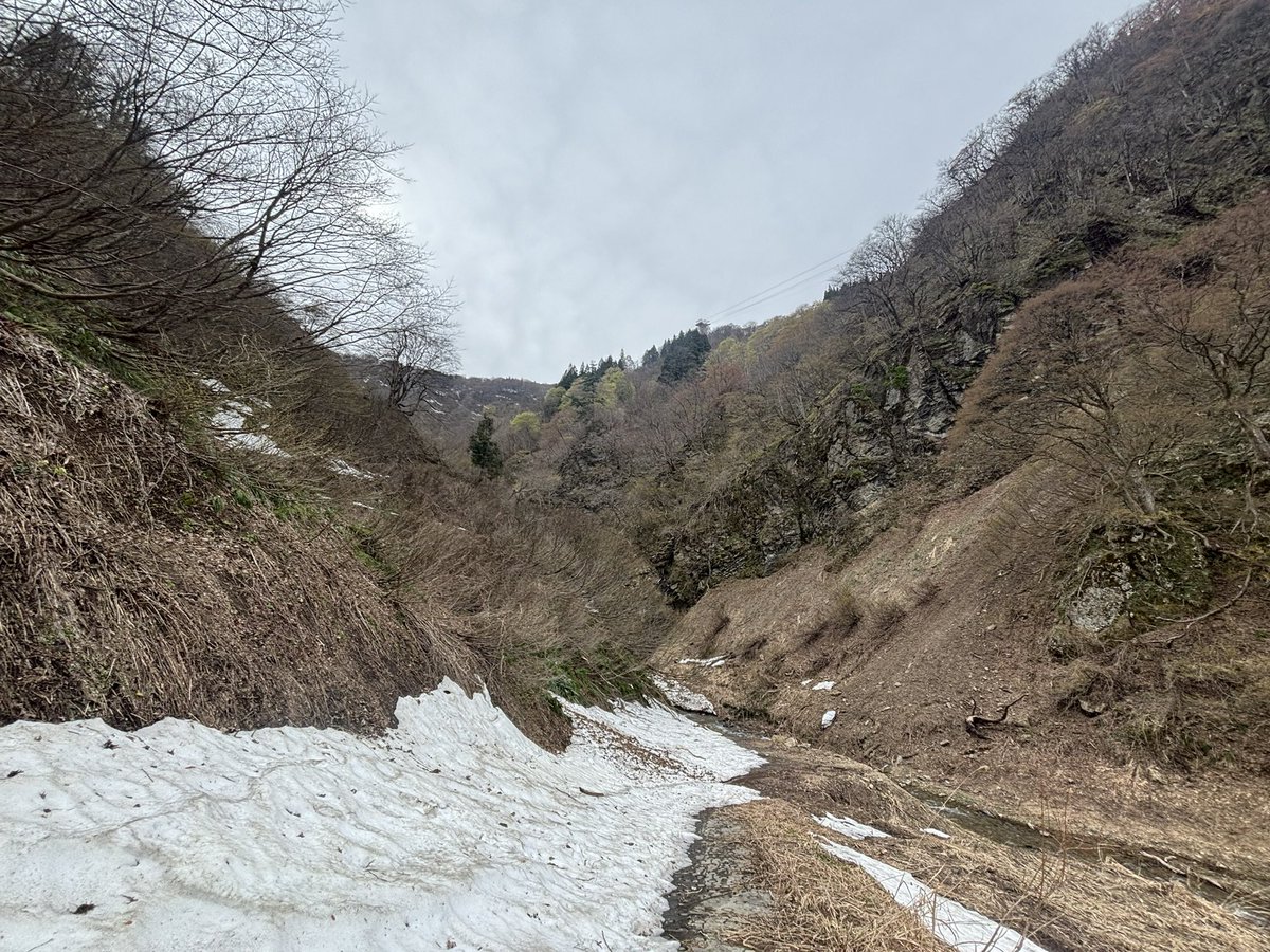 かしみ〜るダル子｜MatB tweet media