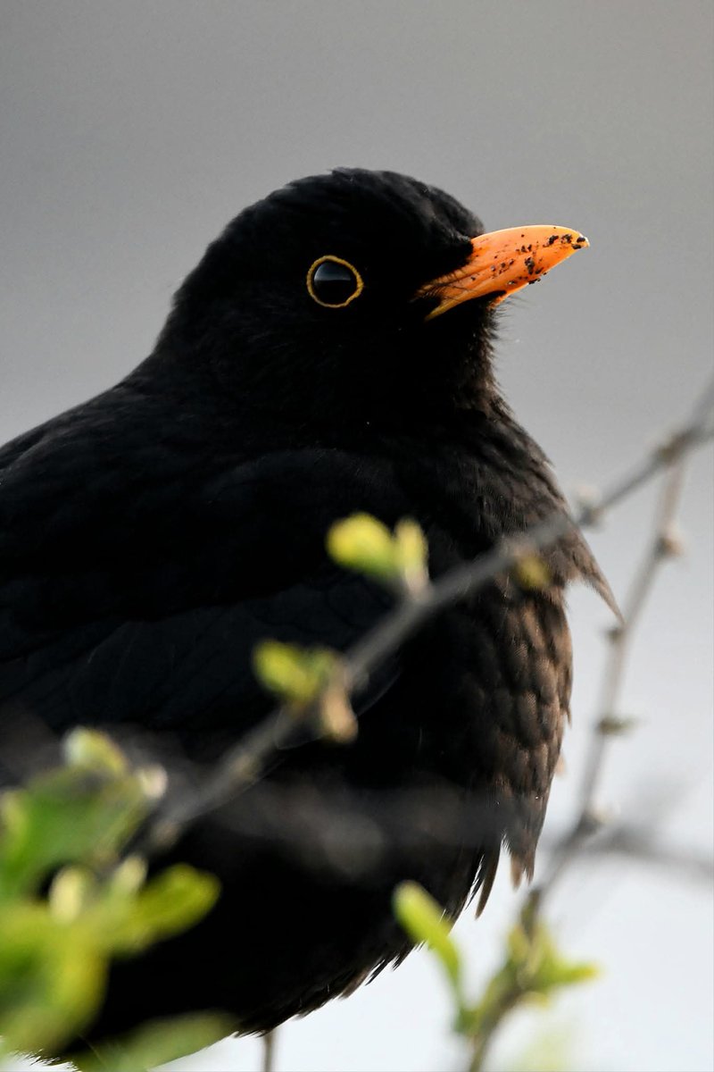 nealesmithworld's tweet image. Blackbird 
Bude Cornwall 〓〓
#Bude #Cornwall 
#Blackbird