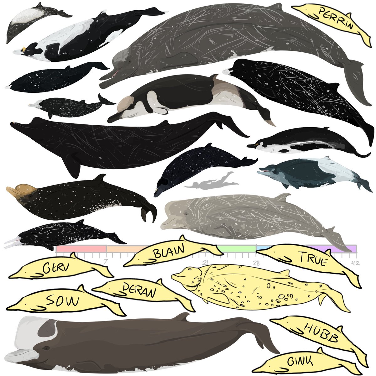 astrapionte's tweet image. 8 more beaked whales to go!! 

#whales #ocean #sealife #cetacea #dolphin