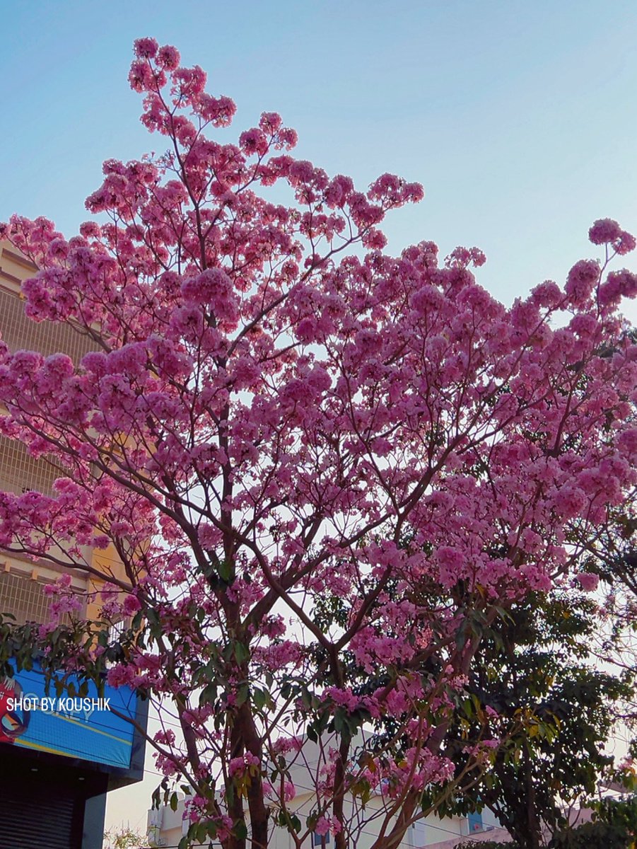 HiHyderabad's tweet photo. Colours of Summer 🌸😍👌

📸: @sai_koushika #Hyderabad https://t.co/0MOHgt26sD