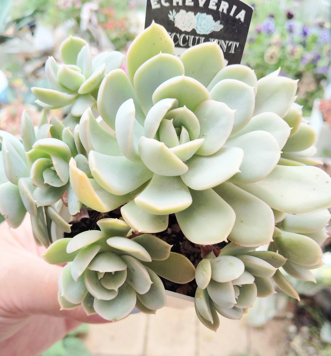 haratake tweet media