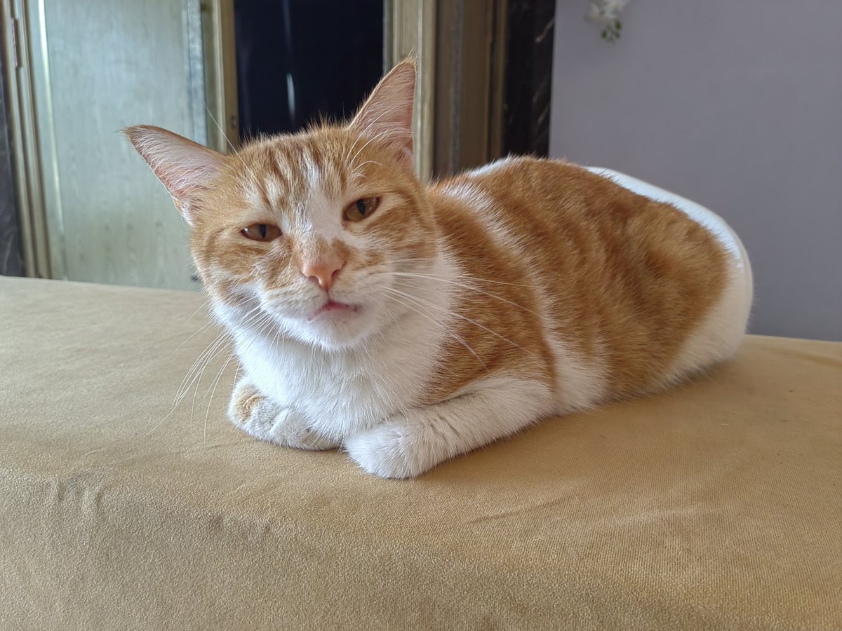 emresahn41 tweet media