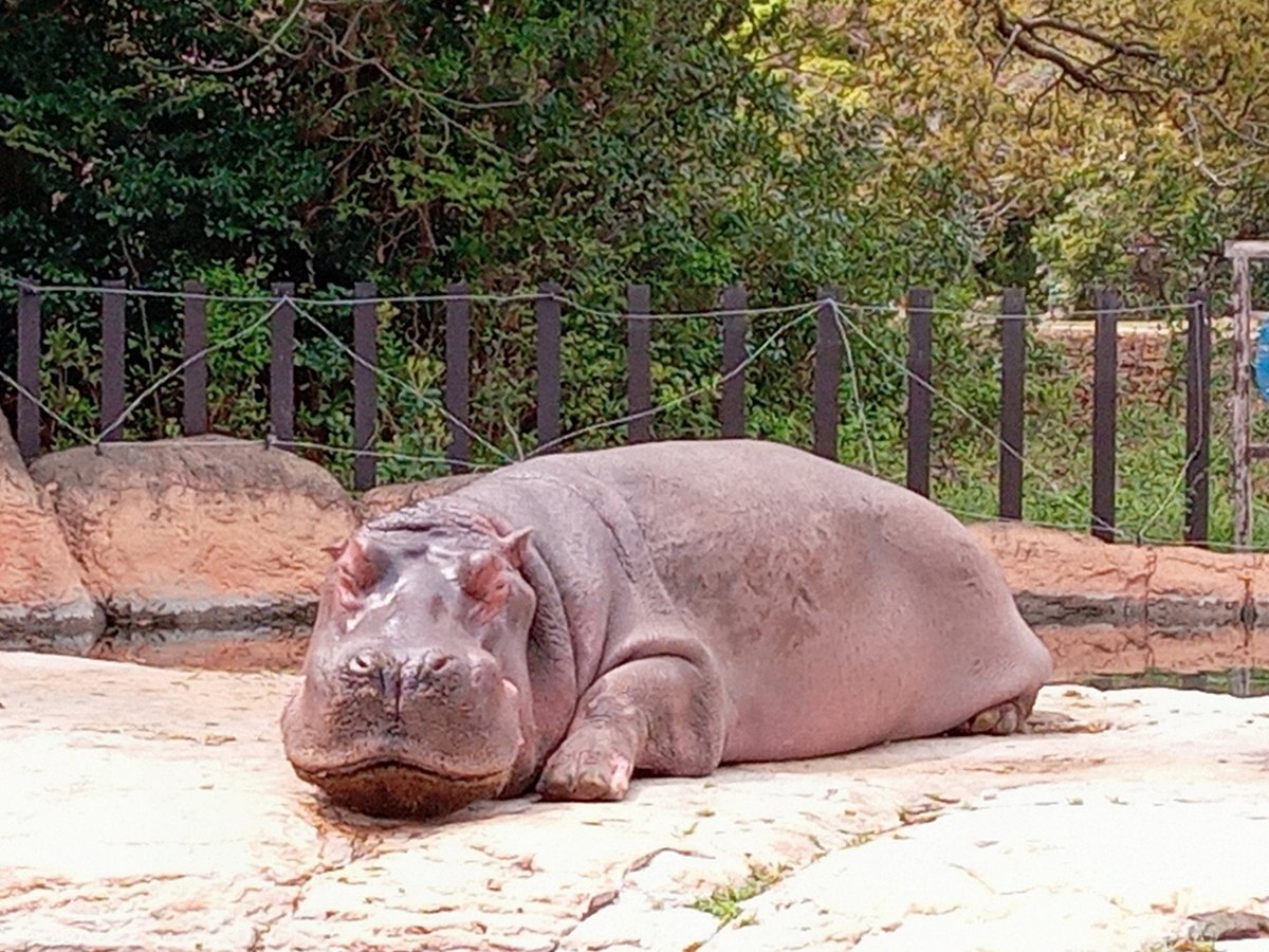 のんほいプチフォトコン公認ナイスフォト📷「おねむりカバ」のんほい