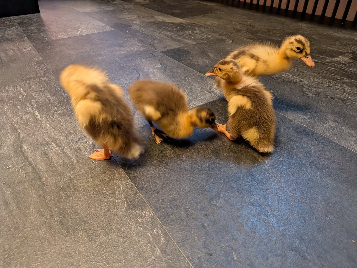 Roy Grinwis tweet media