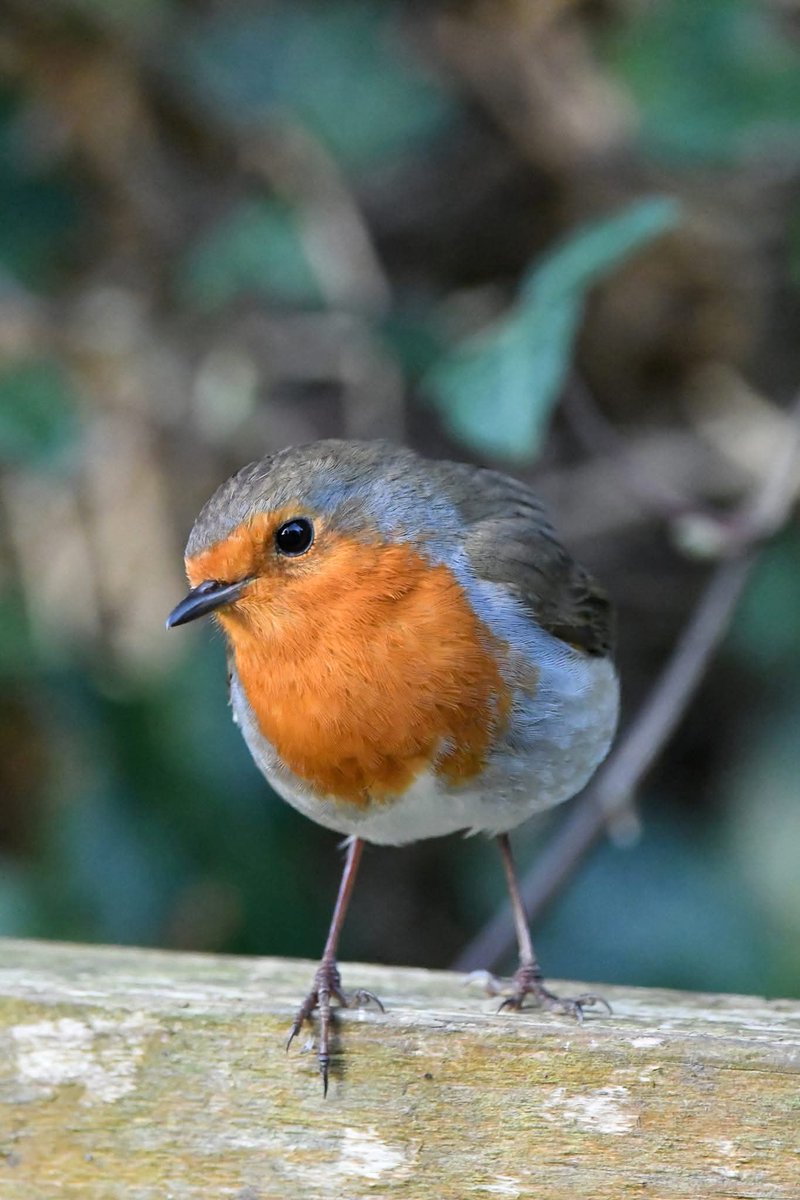 nealesmithworld's tweet image. Robin 
Bude Cornwall 〓〓
#Bude #Cornwall 
#Robin