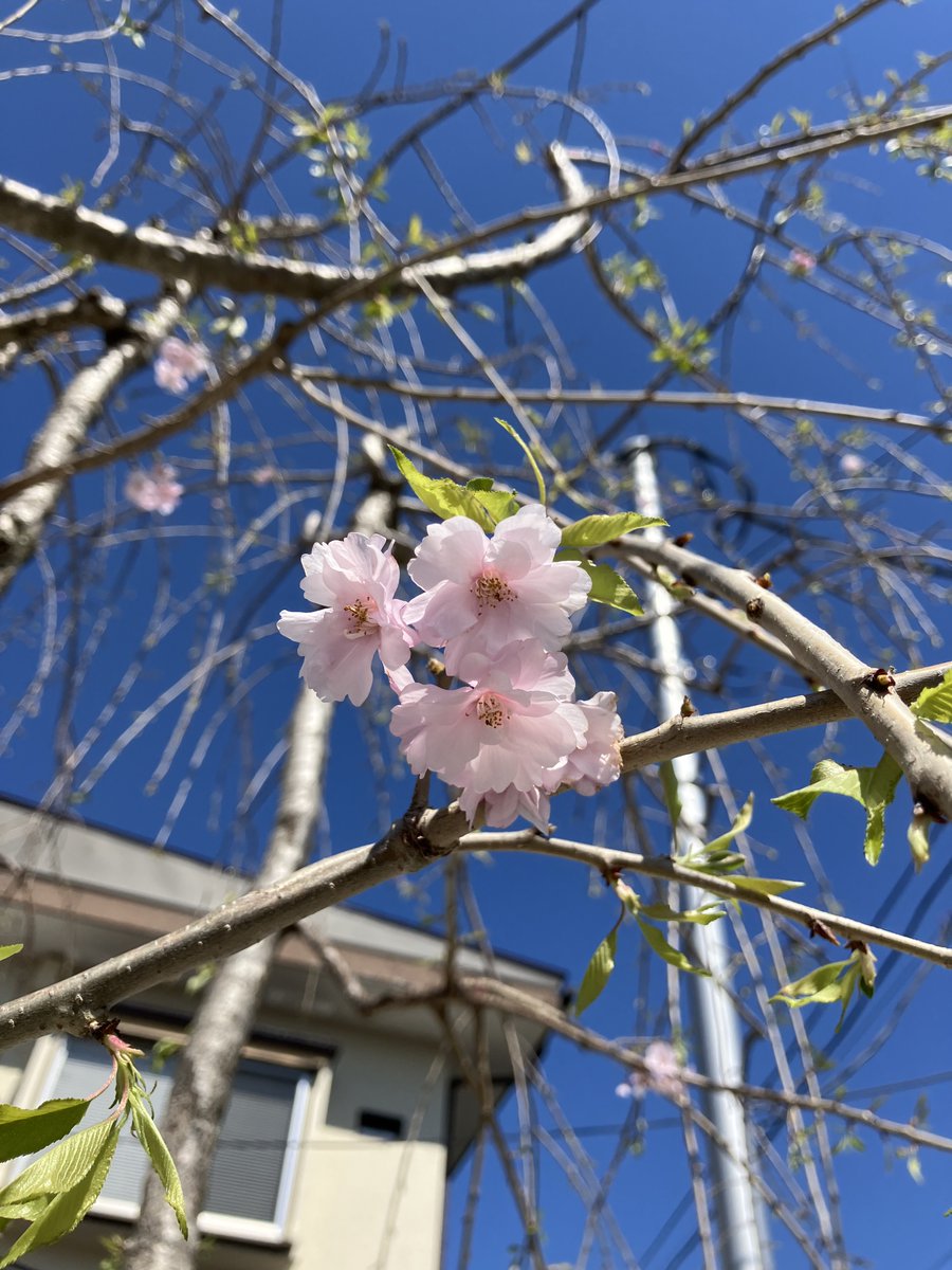 YoshimuraMitaka's tweet photo. ＼庭便り／
しだれ桜の花が増えてきました。今年は葉とともに開花し続けています。その他、コデマリが咲き始め、庭のあちらこちらでシャガが目立つようになりました。新緑に向かうかのように、緑色が映える庭です。

#書斎 #庭 #花 #吉村昭 #津村節子 https://t.co/eWVZn0o2M6
