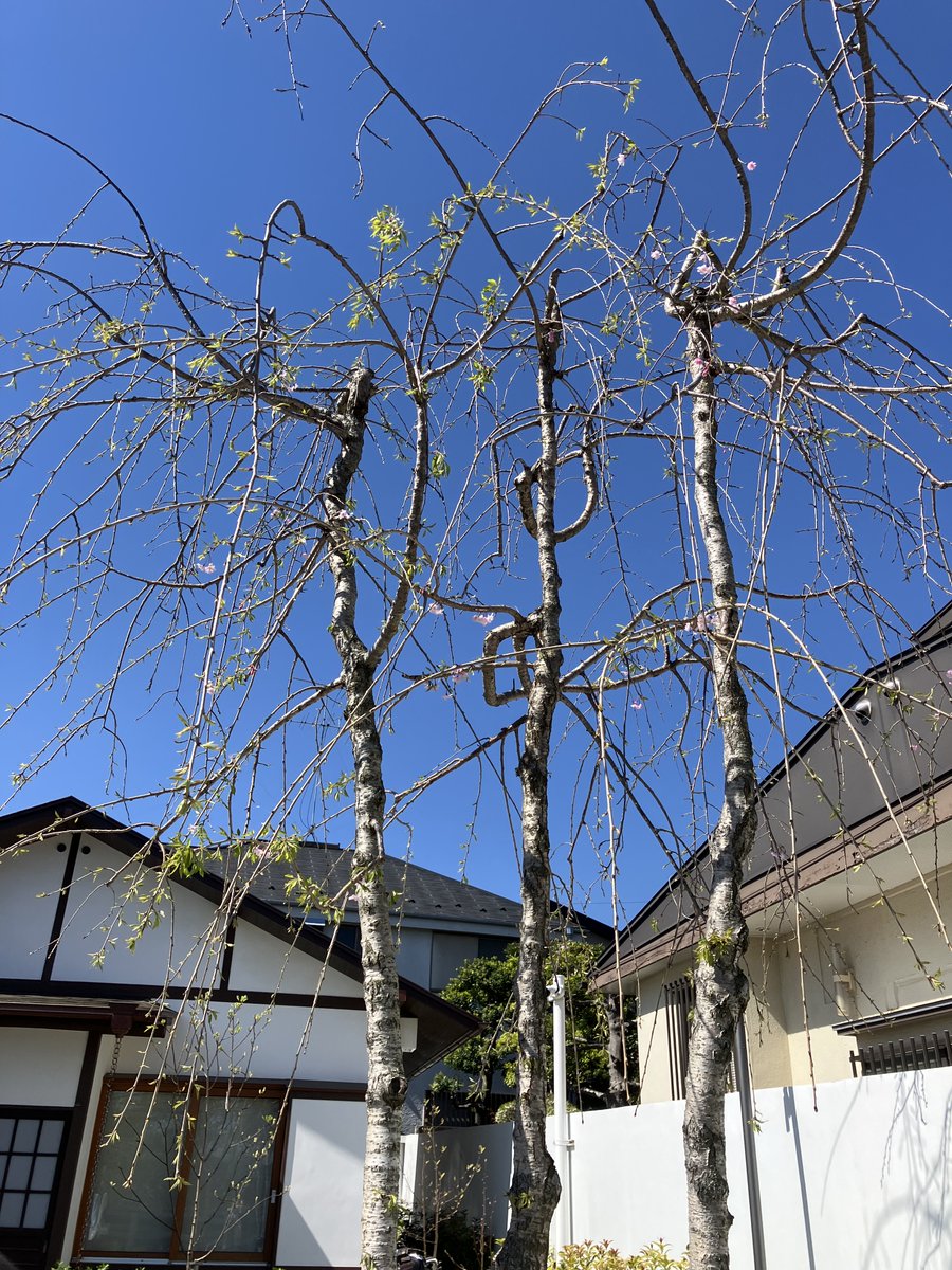 YoshimuraMitaka's tweet photo. ＼庭便り／
しだれ桜の花が増えてきました。今年は葉とともに開花し続けています。その他、コデマリが咲き始め、庭のあちらこちらでシャガが目立つようになりました。新緑に向かうかのように、緑色が映える庭です。

#書斎 #庭 #花 #吉村昭 #津村節子 https://t.co/eWVZn0o2M6