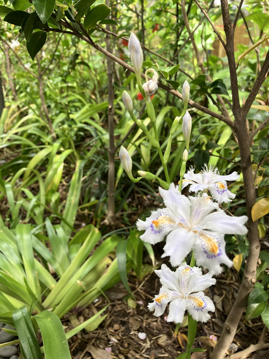 YoshimuraMitaka's tweet photo. ＼庭便り／
しだれ桜の花が増えてきました。今年は葉とともに開花し続けています。その他、コデマリが咲き始め、庭のあちらこちらでシャガが目立つようになりました。新緑に向かうかのように、緑色が映える庭です。

#書斎 #庭 #花 #吉村昭 #津村節子 https://t.co/eWVZn0o2M6