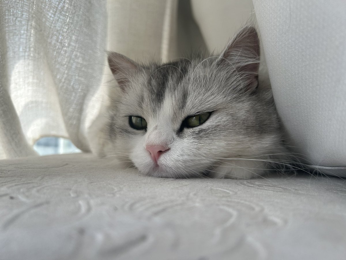 太祖赵匡胤 tweet media