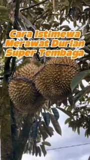 Bukit Farming tweet media