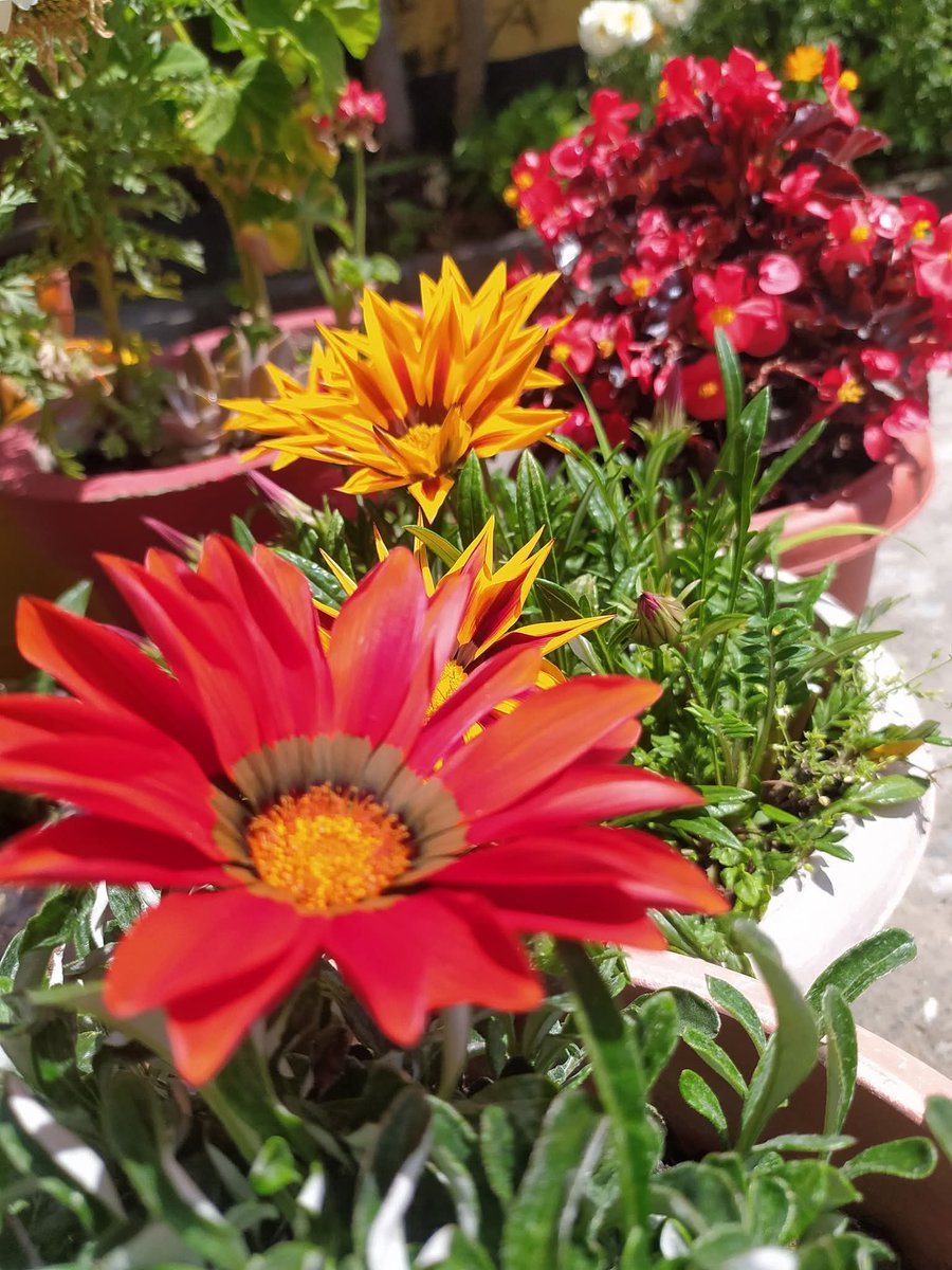 AjaybandralB's tweet image. फूलों को देखा तो समझ आया कि  ..लोग तोड़ते उसे ही हैँ जो बेहतर होता है।।।😎😎😎
#reelkarofeelkaro #postoftheday #viralpost