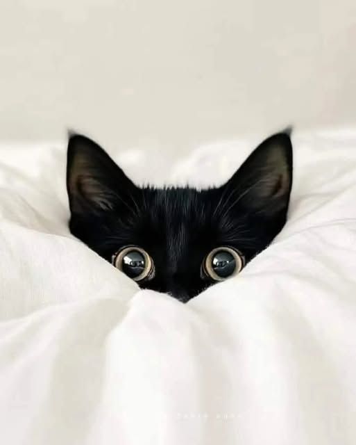 SassySiren tweet media