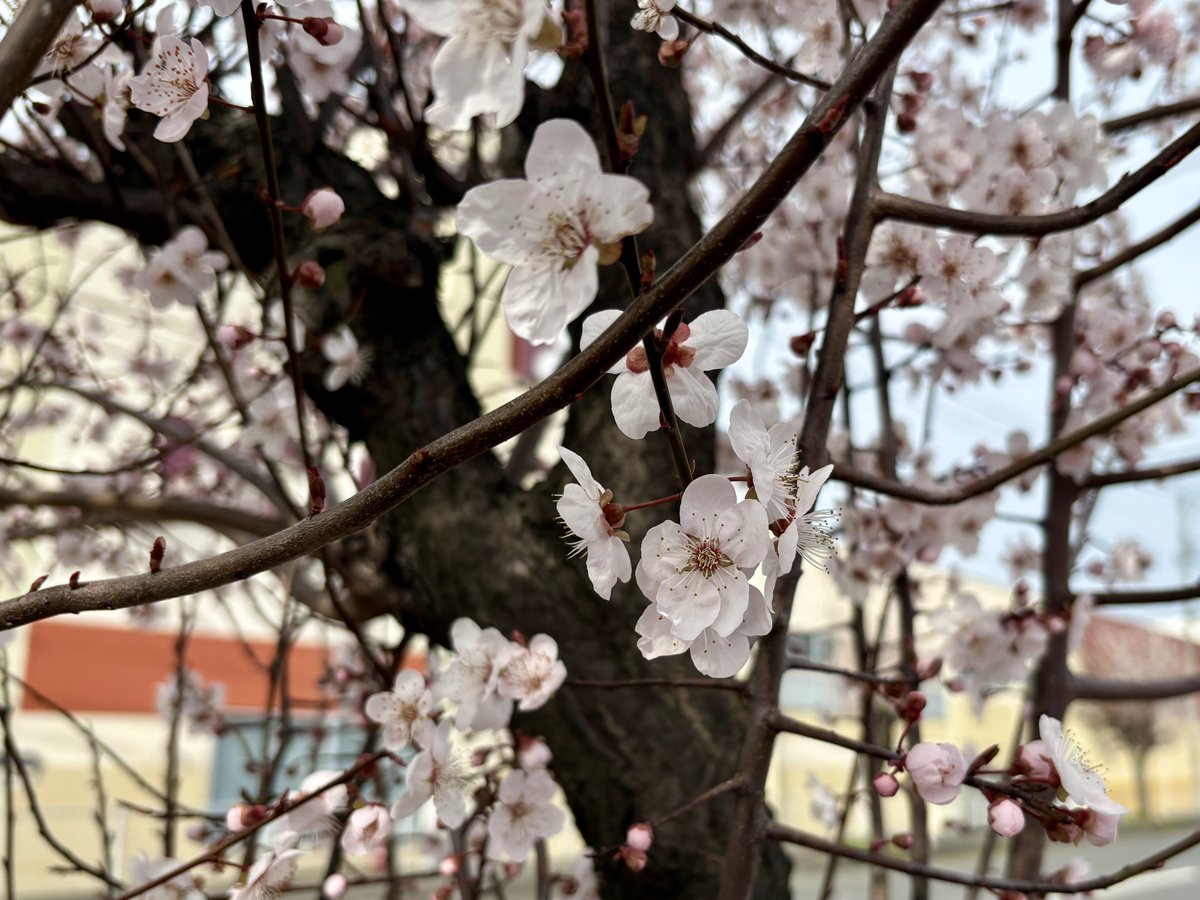 IBC_radio tweet media