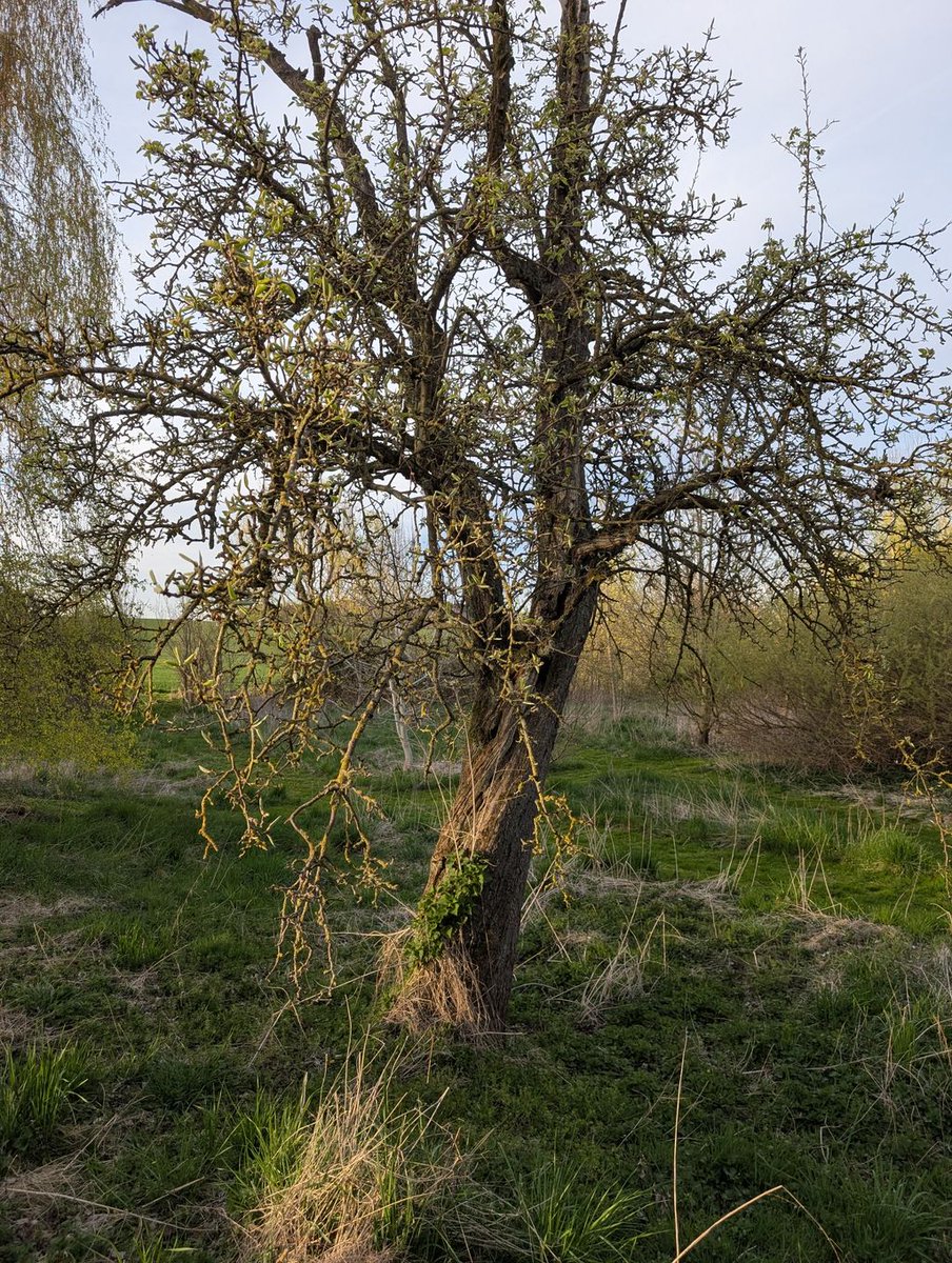 Starkimgarten's tweet photo. Brennnessel, was machst du da? Das ist ein Baum! 🤨 https://t.co/BsPQNzPUFh