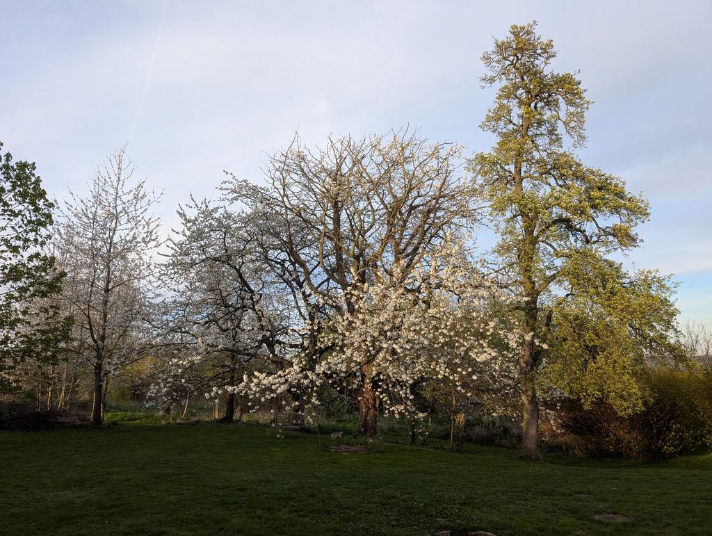 Starkimgarten's tweet photo. Der Frühling geht jetzt richtig los! Kirschblüte 🥰 https://t.co/ttoqgtneJL