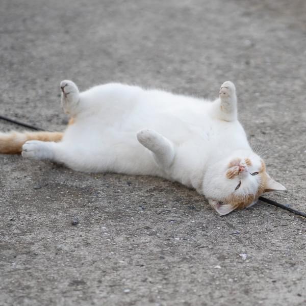 五十嵐健太@飛び猫®︎ tweet media