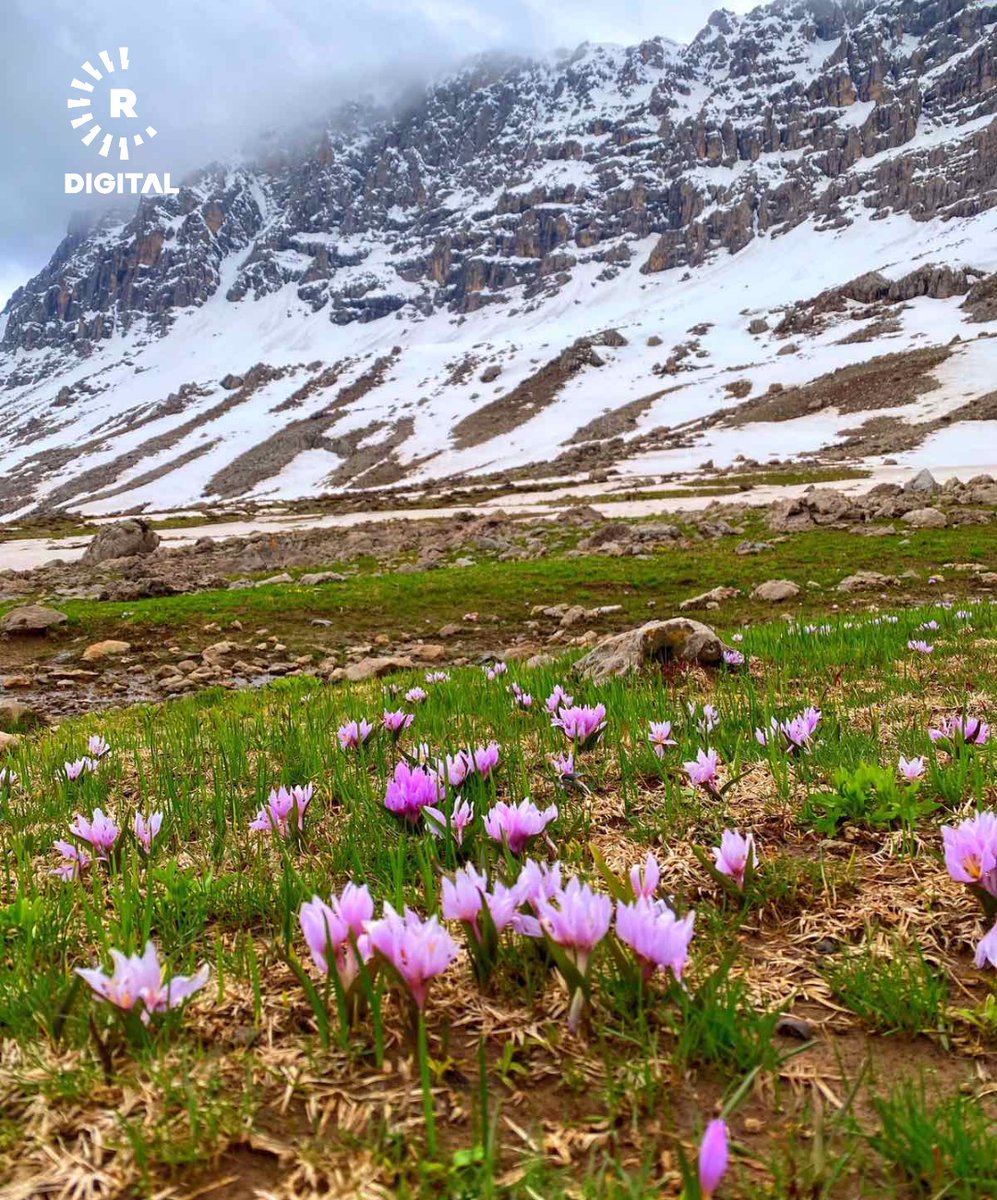 RudawKurdi's tweet image. #VÎDEO - Li Çiyayê Karoxê yê li nahiyeya Wertê ya Hewlêrê bihar û zivistan gihiştine hev 🏔️🌸

Berfa spî ya li ser lûtkeyan û kulîlkên biharê dîmenên bêhempa û xwezayî afirandine

Ev e xwezaya bedew a welatê me

📸Rêvan Ebas Gerdî wêne ji Rûdawê re şandin