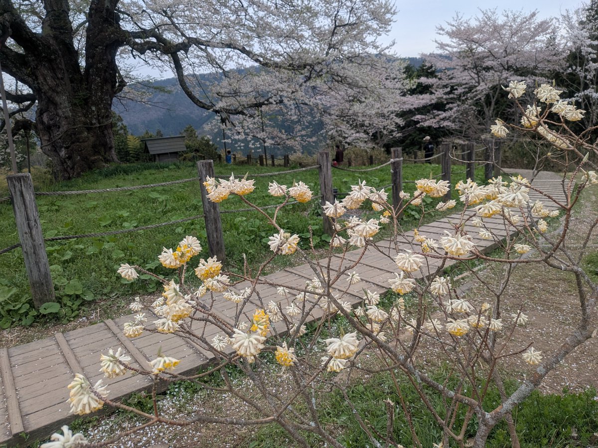 ぴんきー（実はぴょんきー）🐺💛 tweet media