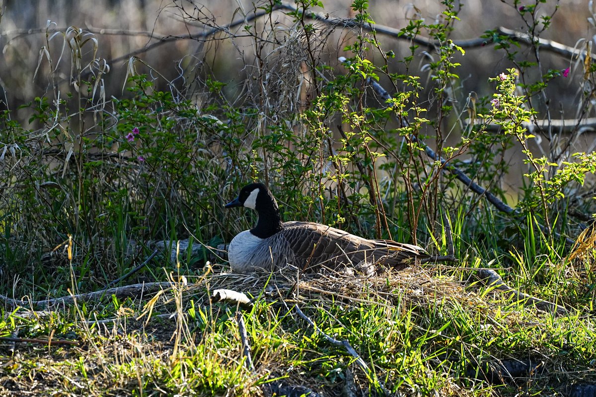 SkykidLan's tweet image. 马上要当爸爸妈妈的加拿大鹅
Soon-to-be Canada goose parents.
#Vancouver