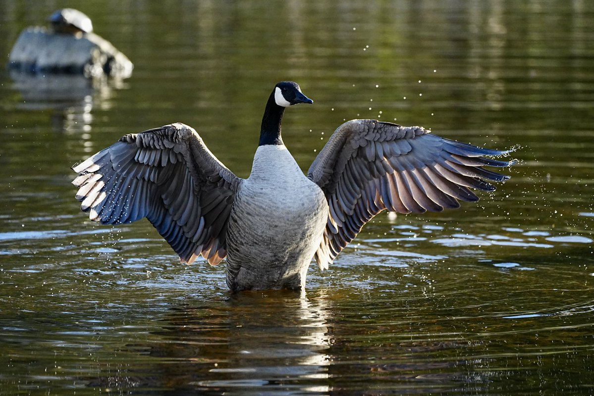 SkykidLan's tweet image. 马上要当爸爸妈妈的加拿大鹅
Soon-to-be Canada goose parents.
#Vancouver