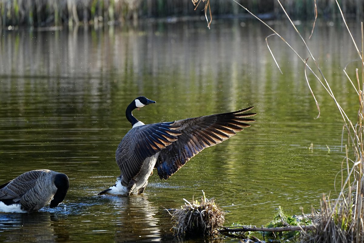 SkykidLan's tweet image. 马上要当爸爸妈妈的加拿大鹅
Soon-to-be Canada goose parents.
#Vancouver