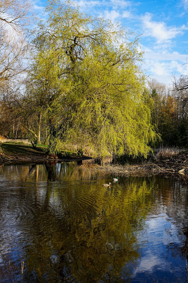 SkykidLan's tweet image. 马上要当爸爸妈妈的加拿大鹅
Soon-to-be Canada goose parents.
#Vancouver