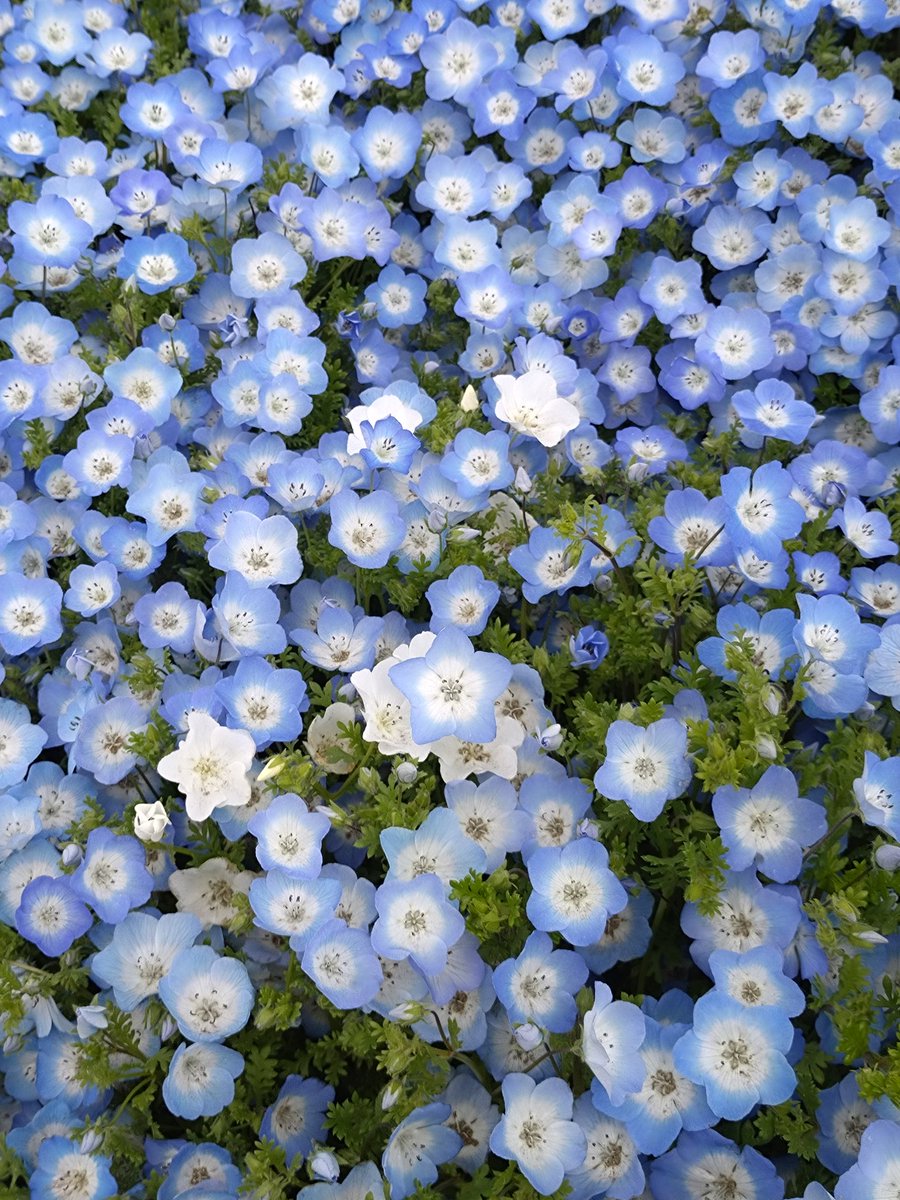 🪴片河🪷輪高🌿 正直な垢 tweet media