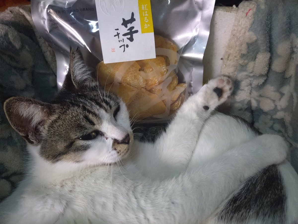 MIRLIN🐾64 tweet media