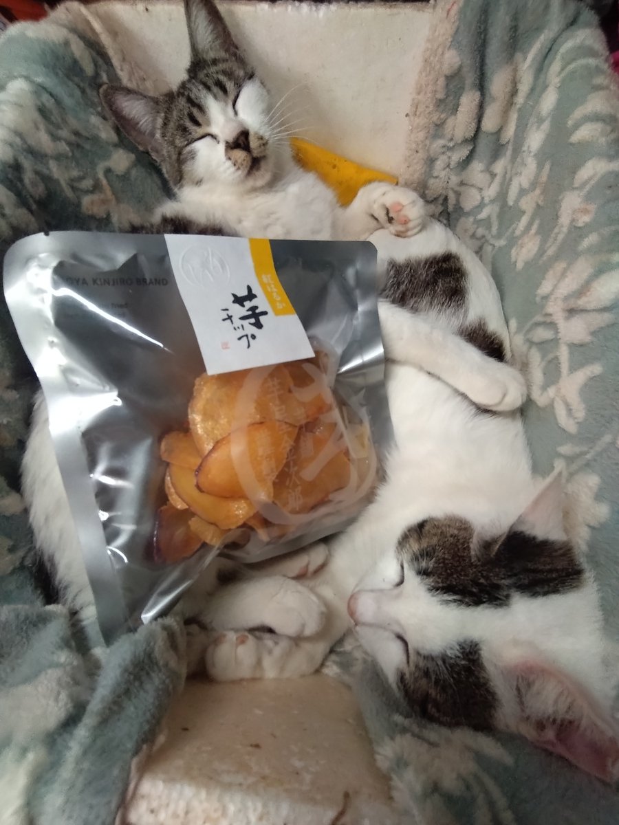 MIRLIN🐾64 tweet media