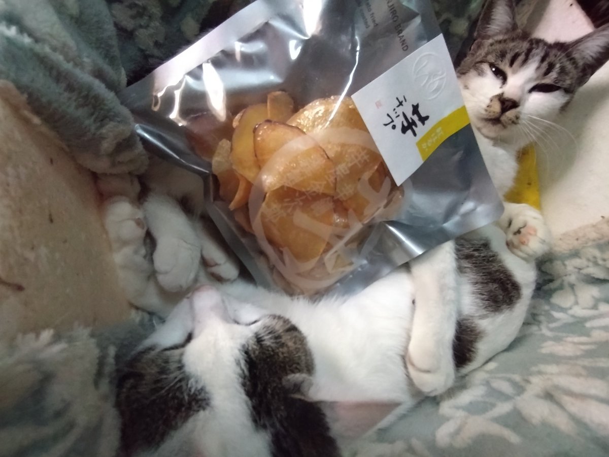 MIRLIN🐾64 tweet media