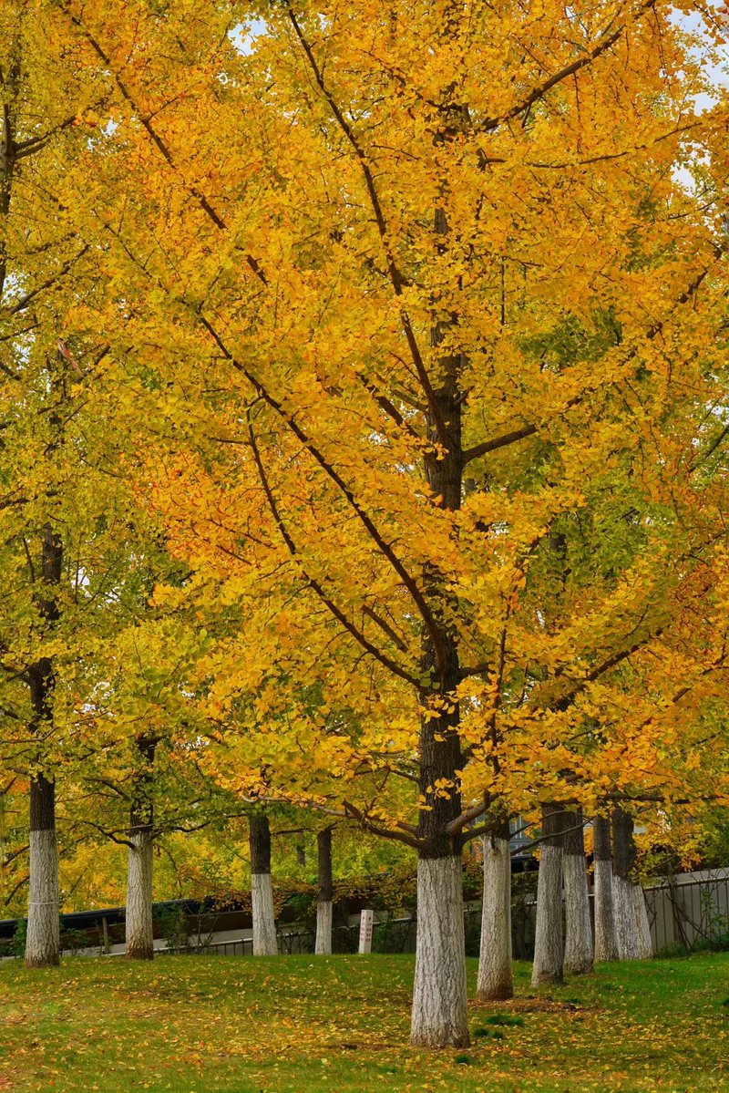 Nandu Meghwal tweet media