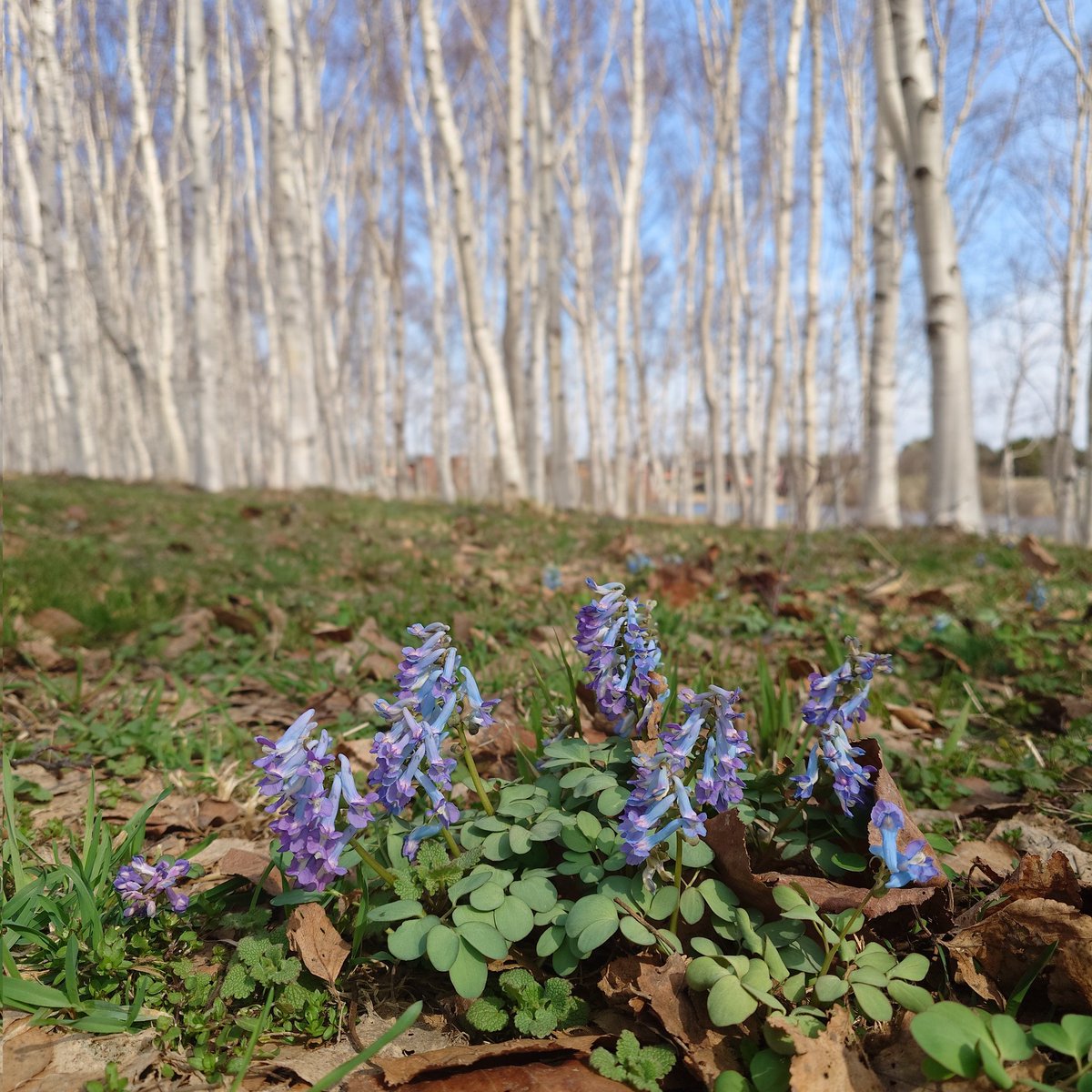 でこちゅ tweet media