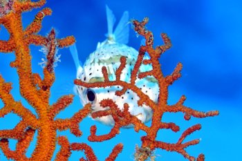 たかしくん tweet media