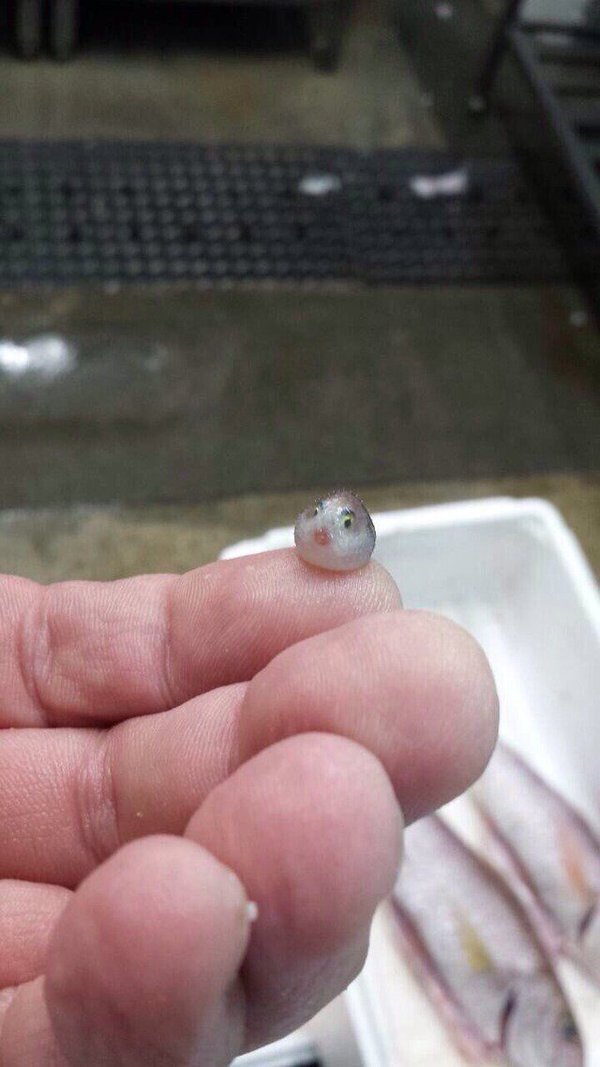 たかしくん tweet media