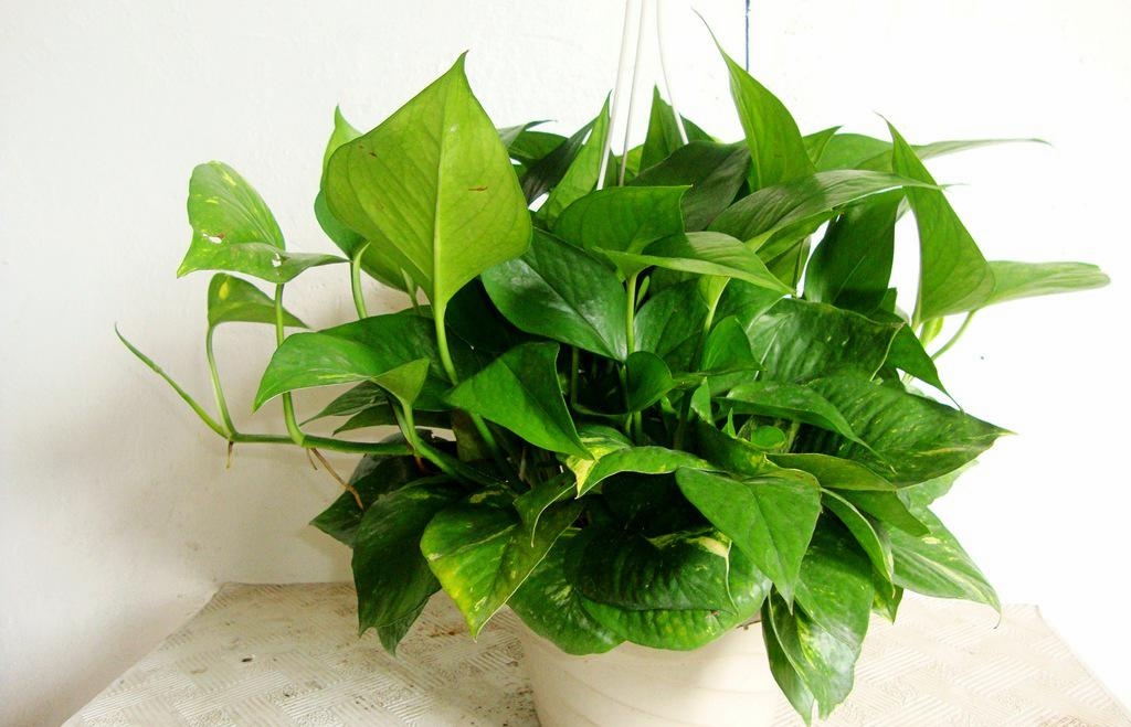 shubham thakur tweet media