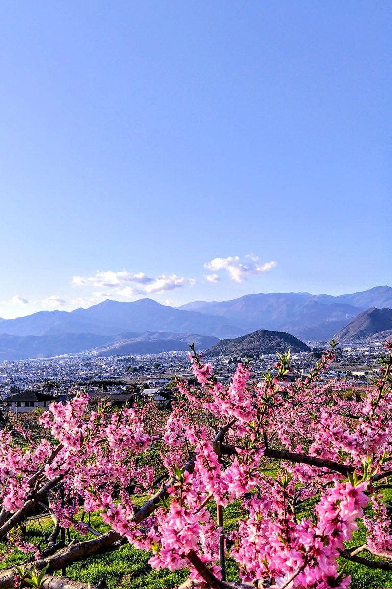 らきあ🍜ლ(´ڡ`ლ) tweet media