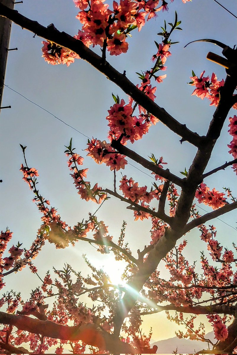 らきあ🍜ლ(´ڡ`ლ) tweet media