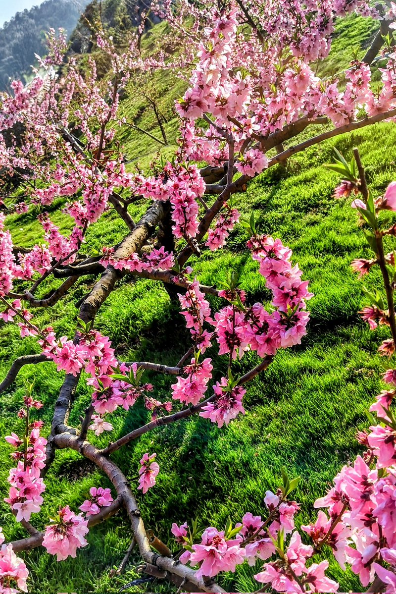 らきあ🍜ლ(´ڡ`ლ) tweet media