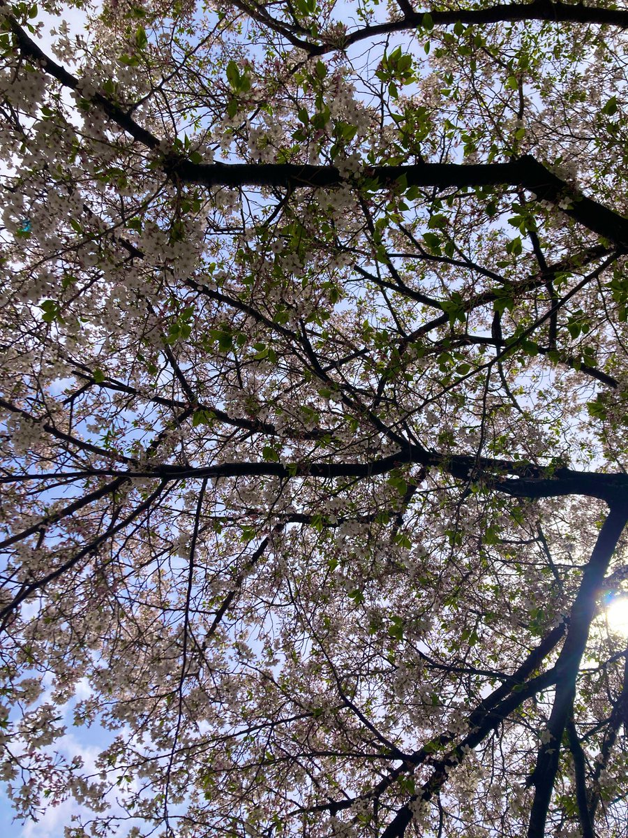 モスクワカヌ tweet media