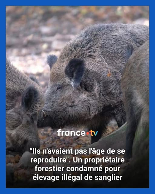Agents_Fdc's tweet photo. La cour d'appel de Rennes a infligé ce jeudi 2 avril 2026 25 000 € d'amende, dont 15 000 € avec sursis, à un propriétaire forestier de Saint-Adrien (Côtes-d'Armor) qui avait exploité un élevage illégal de sangliers. 
👉 https://t.co/nC2fkHV1KK https://t.co/q5YEbeGnX3