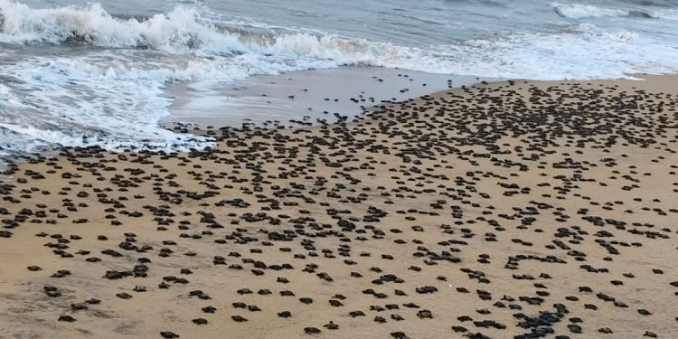 OrissaPOSTLive's tweet image. Rushikulya rookery witnessed a sharp decline in mass nesting of Olive Ridley turtles as it registered 2.05 lakh turtles laying eggs in this season (2026), as against an all-time high of 9 lakh in 2025 season.

#OliveRidley #Rushikulya #TurtleNesting #Wildlife #Odisha #OrissaPOST