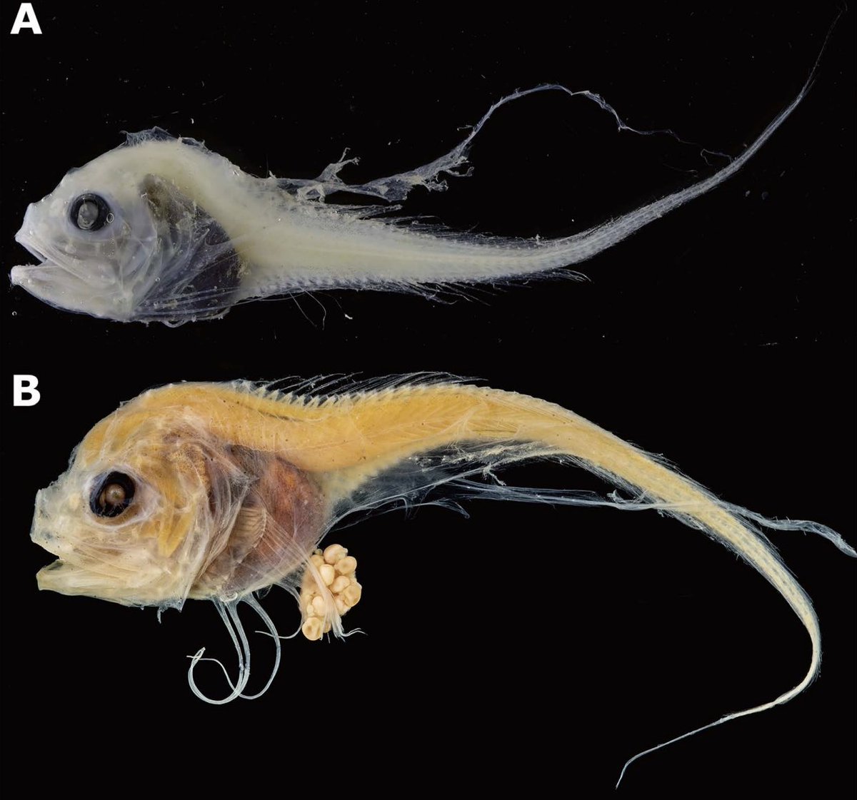Species_Divers's tweet image. The Rare Snailfish Menziesichthys alaid (Teleostei: Liparidae), Newly Recorded from the Southern Sea of Okhotsk and Bering Sea Slope, Now Transferred to the Genus Paraliparis
 #newrecord #fish #deepsea #SpeciesDiversity 
🔓doi.org/10.12782/specd…