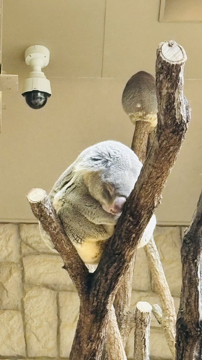 TOKYO COOL(前すすむ)【全力じじぃ】 tweet media