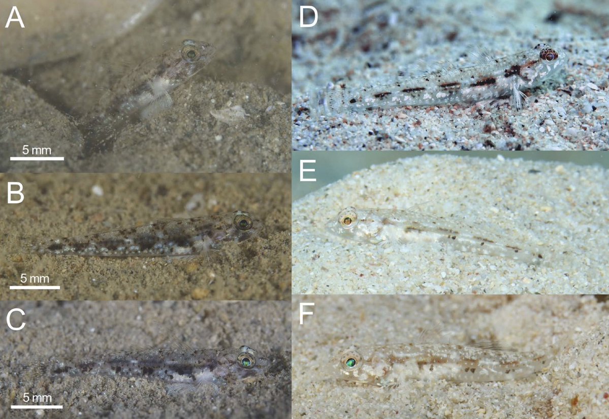 Species_Divers's tweet image. Hazeus atrispinalis, a New Sand-dwelling Goby from the Western Pacific Ocean (Teleostei: Gobiidae)
#newspecies #fish #Ryukyu #SpeciesDiversity
🔓doi.org/10.12782/specd…